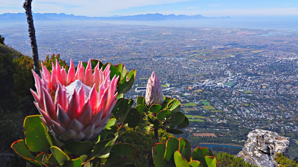 Devil's Peak - King Protea - Cape Town