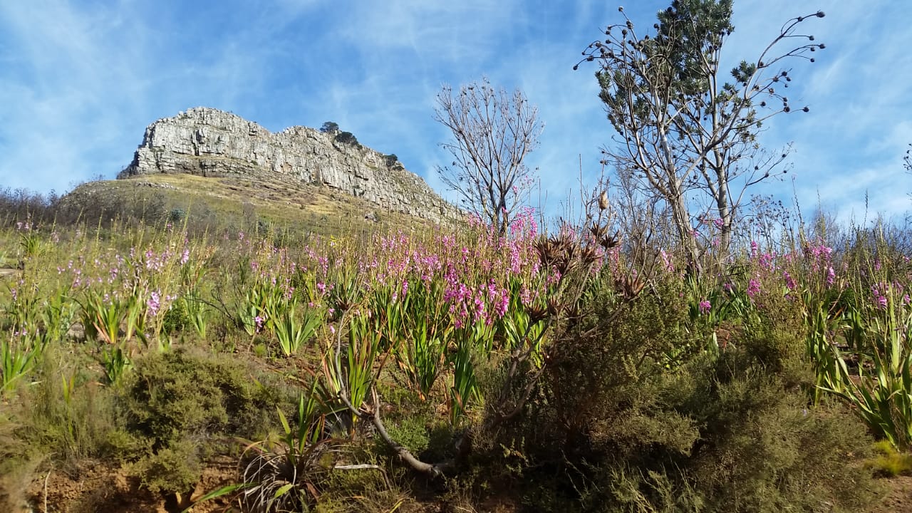 Lion's Head - Watsonias : Picture Gallery