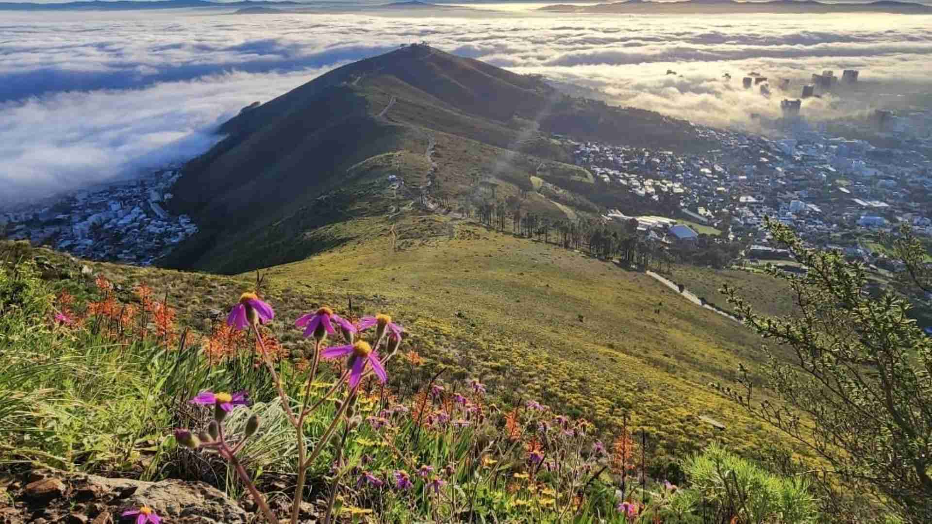 Signal Hill View from Lion's Head